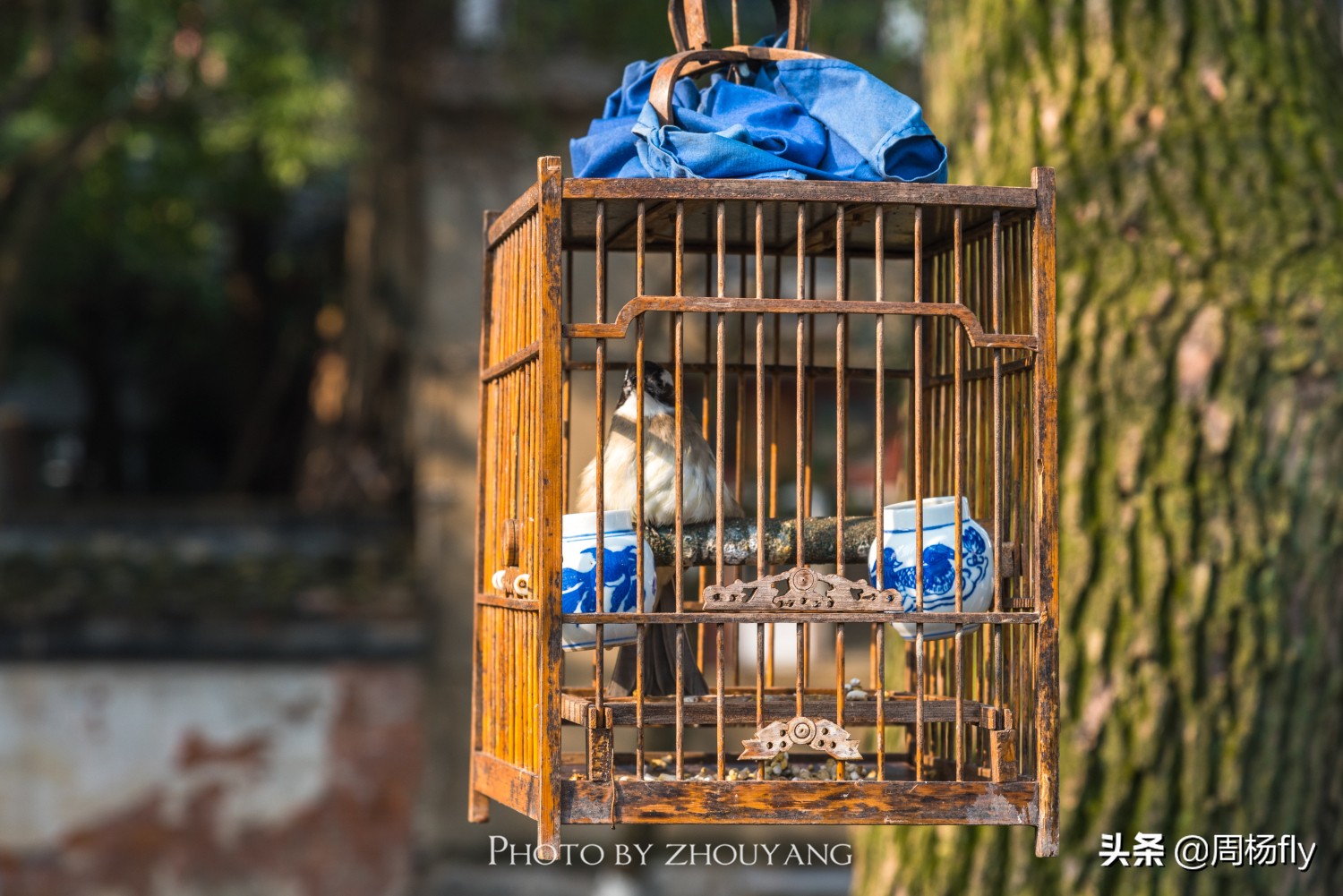同里梦里水乡全景,同里古镇清晨视频