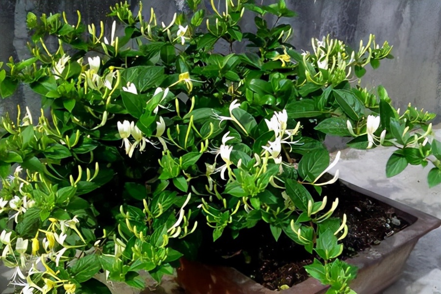 人养花花养人下句,什么花好养活又好看还可以吃的