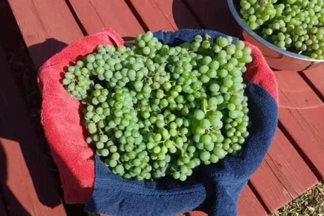 香槟分年份吗,香槟的基本常识及图片