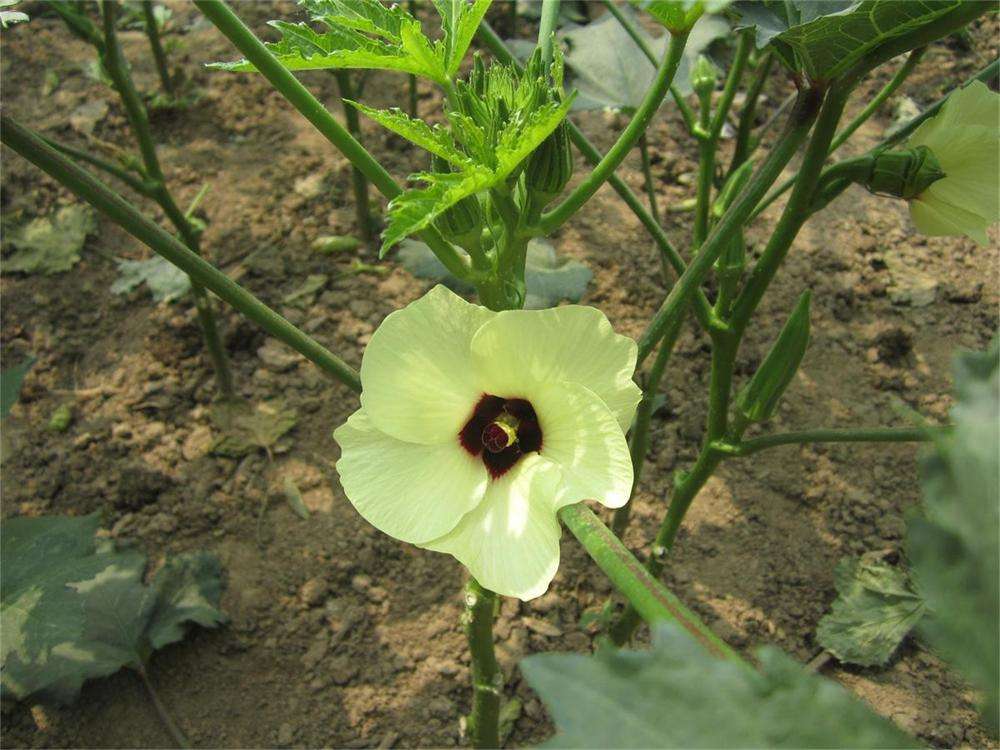 秋葵迟迟不发芽怎么办,秋葵不结果是怎么回事