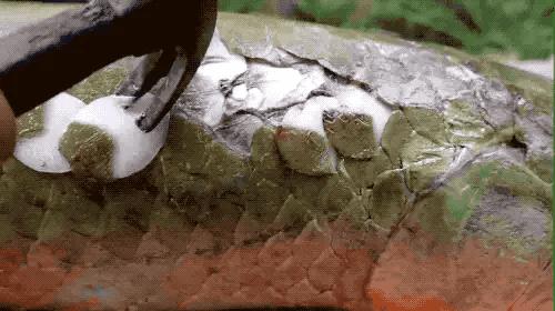 它活了上亿年,把食人鱼当“点心”,菜刀砍不动,为何败给棒槌?