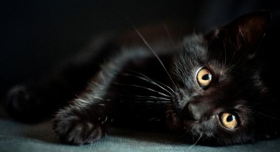 新手第1次养猫推荐猫品种,新手养猫选择哪些猫品种