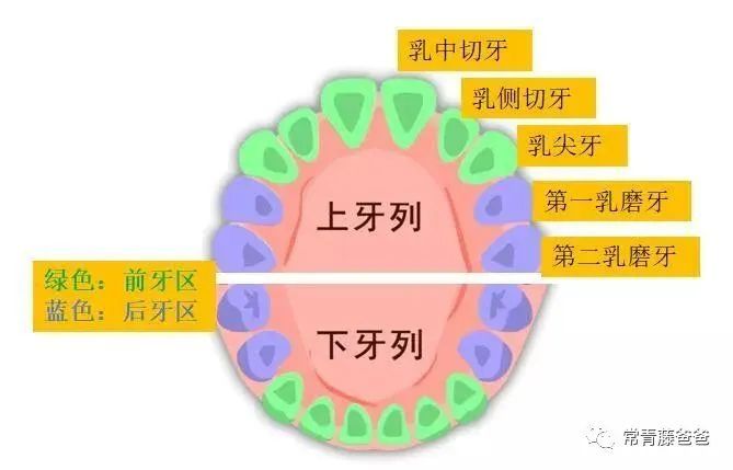 5岁双排牙最佳解决方法,宝宝换牙期长出双排牙需要拔掉吗