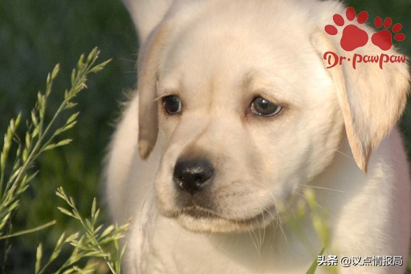 爪爪博士脓皮症特效药,爪爪博士驱虫效果怎么样