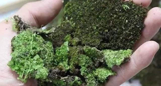 小苔藓微景观,小苔藓盆景怎么养殖