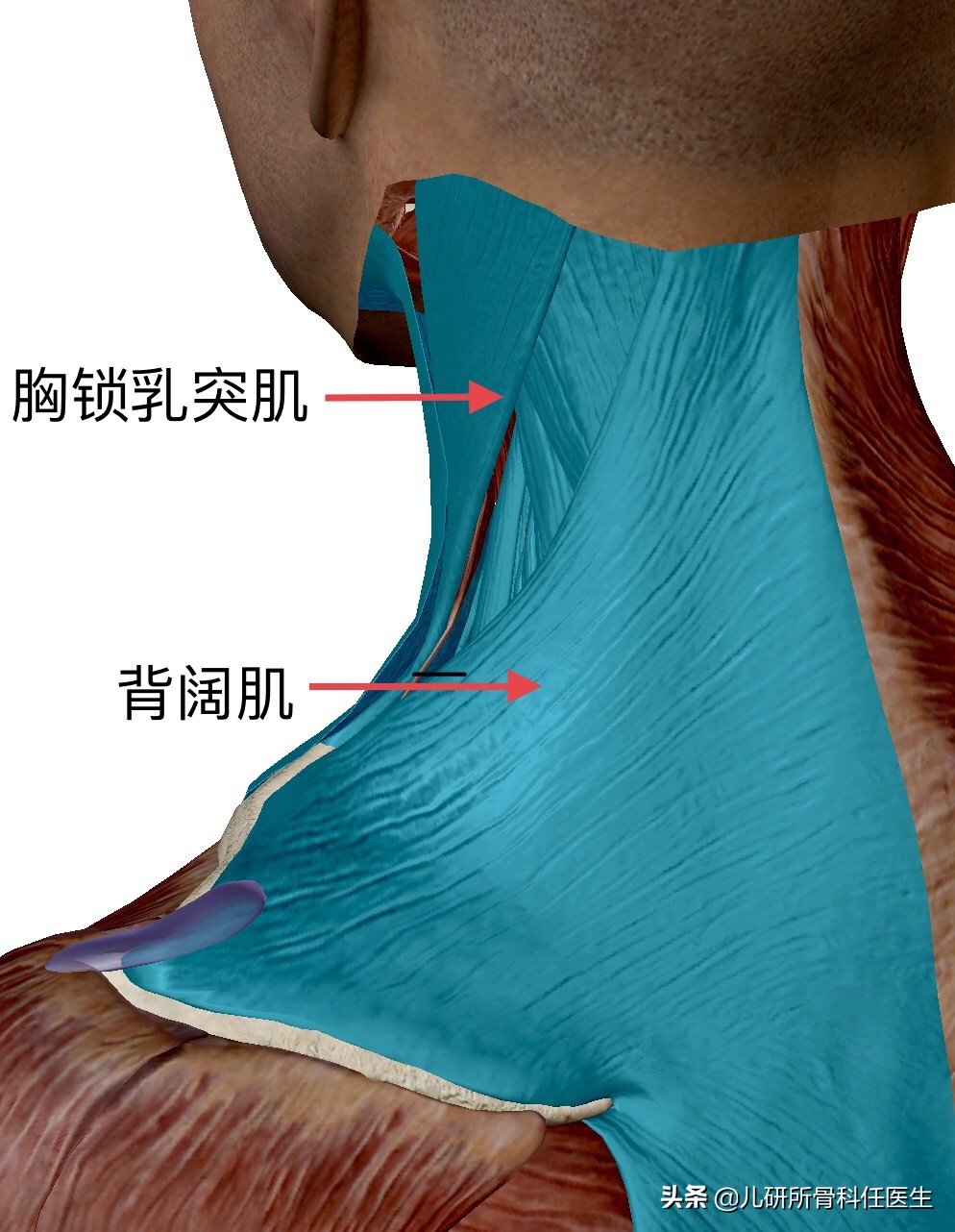 宝宝脖子突然歪了怎么办,小孩脖子落枕了头一直歪着怎么办