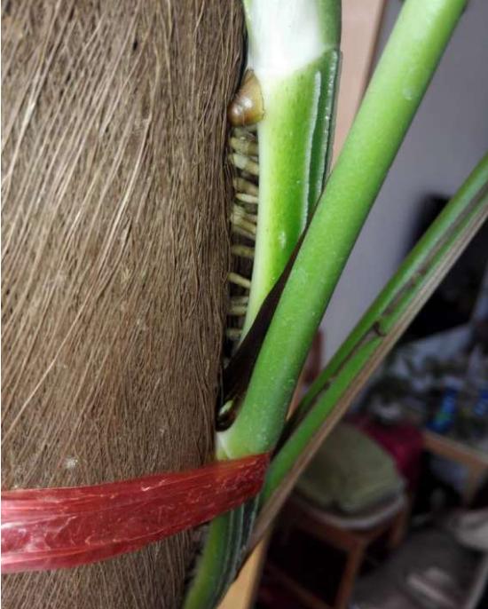 绿萝盆栽怎么插柱子,大叶绿萝怎么往柱子上缠绕