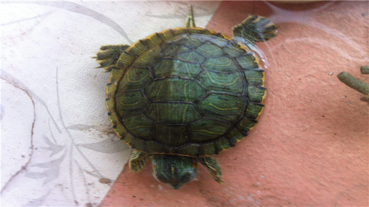 乌龟可以多久不进食,新买回来的乌龟不进食怎么办