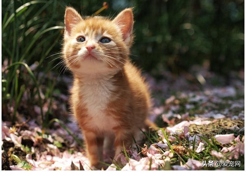 小猫的五个特点表示什么,小猫的五大禁忌