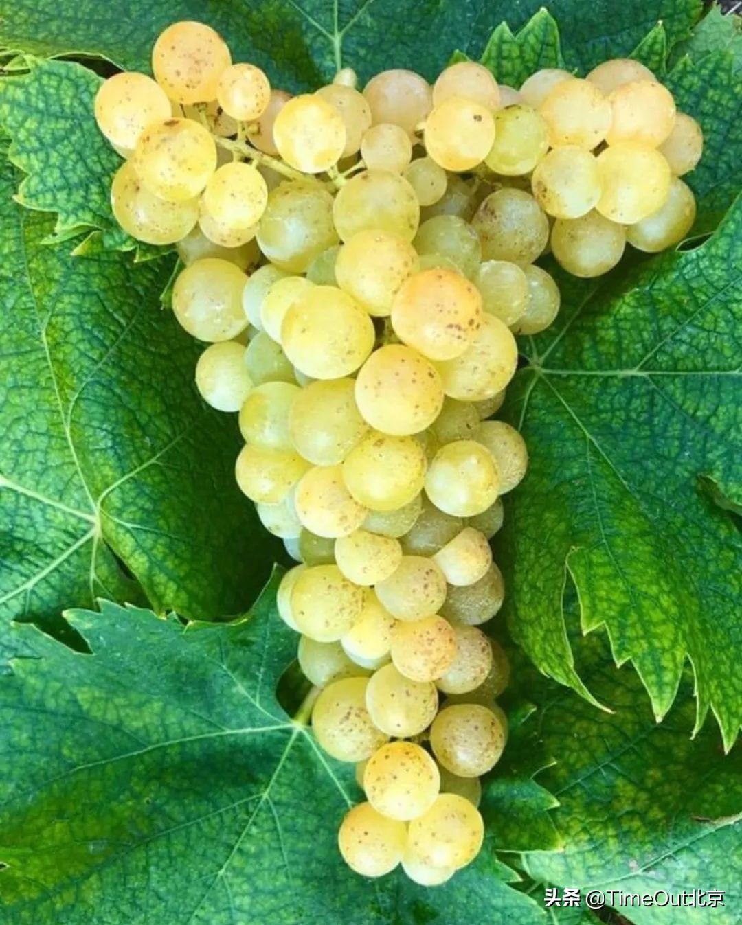 一杯充满正能量的酒,一杯有味道的酒