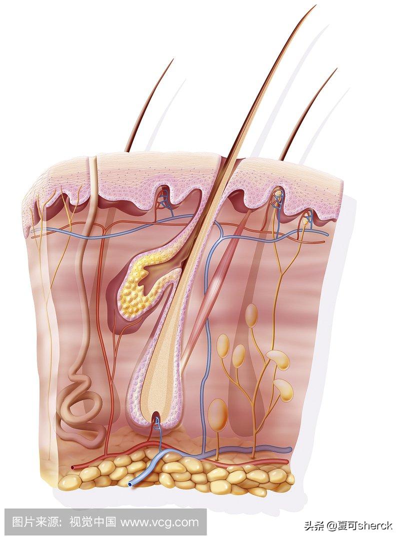 芭比波朗美肤油使用方法,芭比波朗75号精油的正确用法