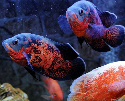 地图鱼突眼不爱游动拒食怎么治疗,地图鱼养死的办法