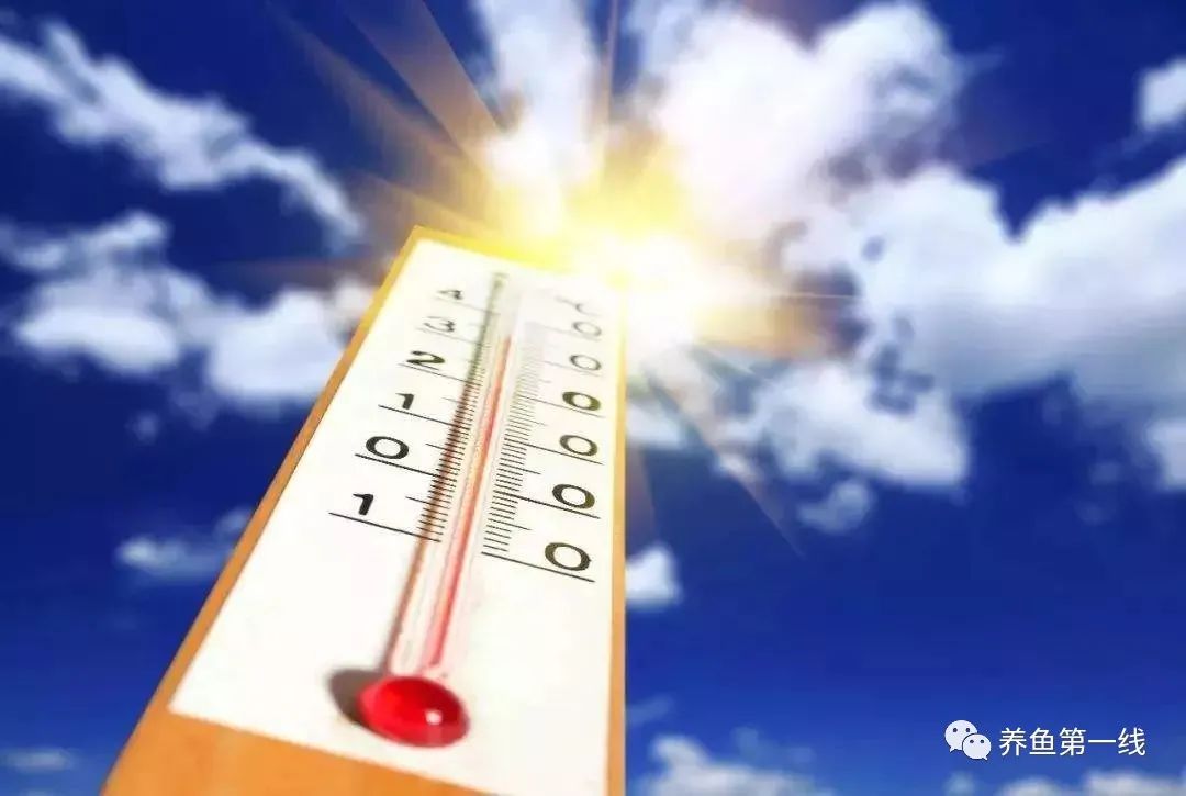 鱼儿什么时候容易缺氧窒息而翻塘,鱼类缺氧的表现