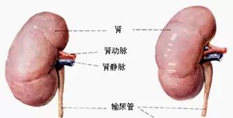 泌尿系统解剖图谱大全,2022泌尿系统的解剖生理讲解课程