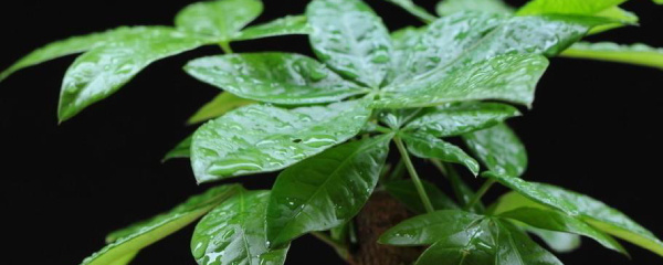 发财树皮变软能活吗,发财树的枝能插活吗