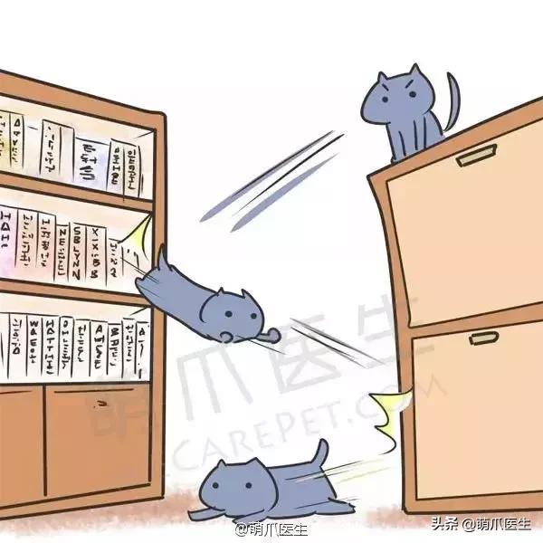 猫咪晚上跑酷一整晚,猫咪在家跑酷是开心吗