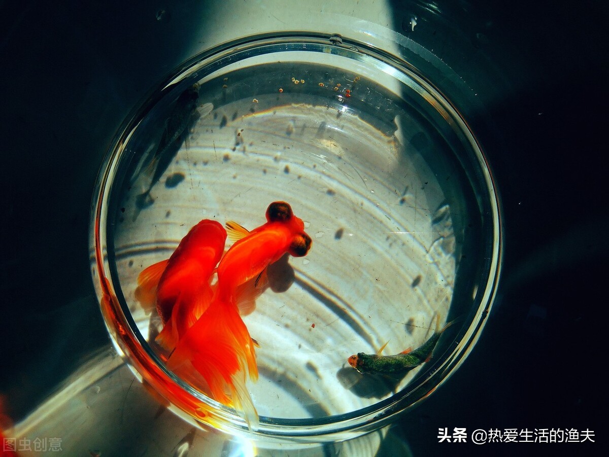 有哪些传统金鱼品种,中国传统的金鱼品种祖先