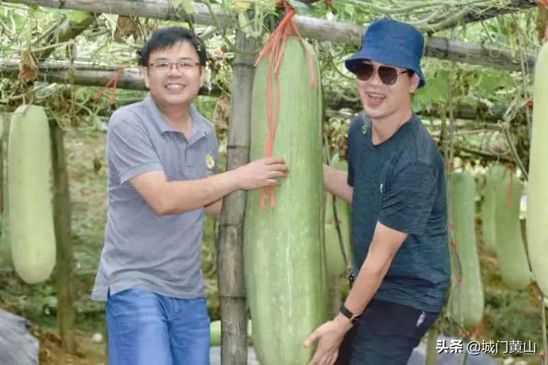 福州大湖乡冬瓜佛手瓜盛夏里在山里绽放