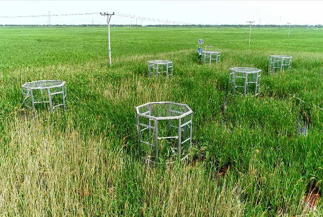 这植物原是“生态系统工程师”，隐藏多年爆发，成了“生态杀手”