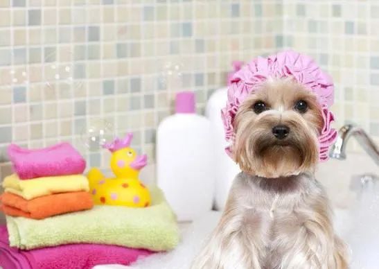怎么给狗狗洗澡才最干净？详细狗狗洗澡教程等你来看！