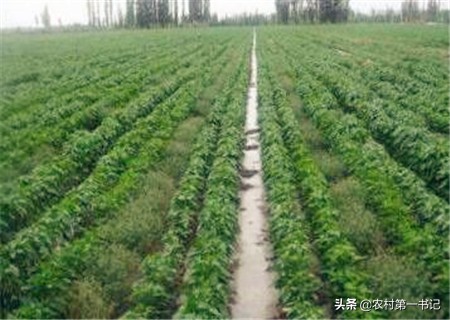 小茴香种子是怎么种植的,怎么种茴香出苗好又快呢视频讲解