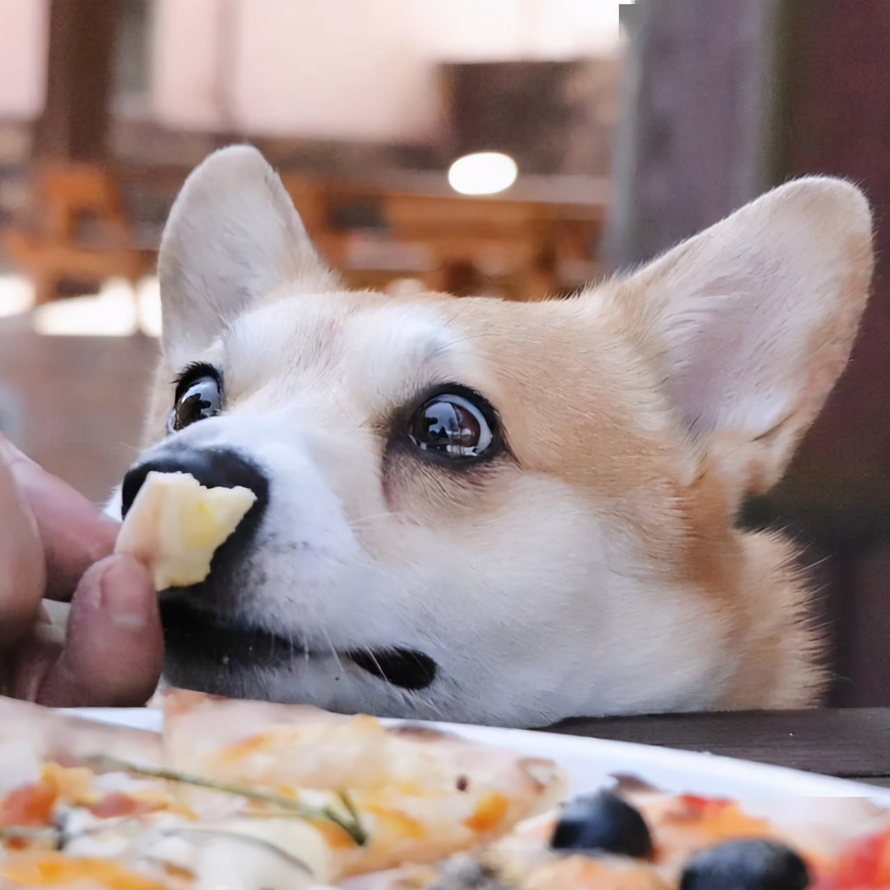 柯基一生必须经历的五个阶段,柯基活到最大年龄就离开了