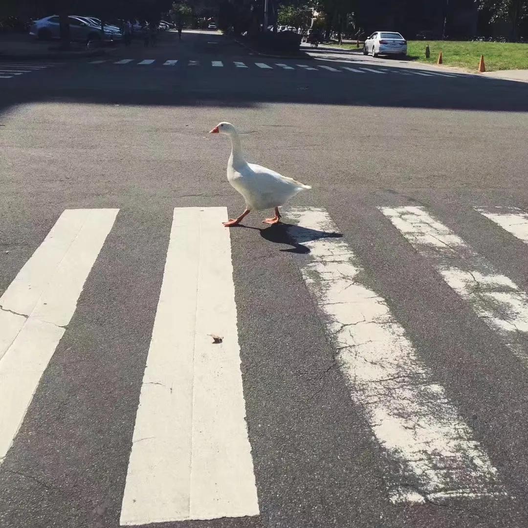 我和我的大学——江安河畔的随笔