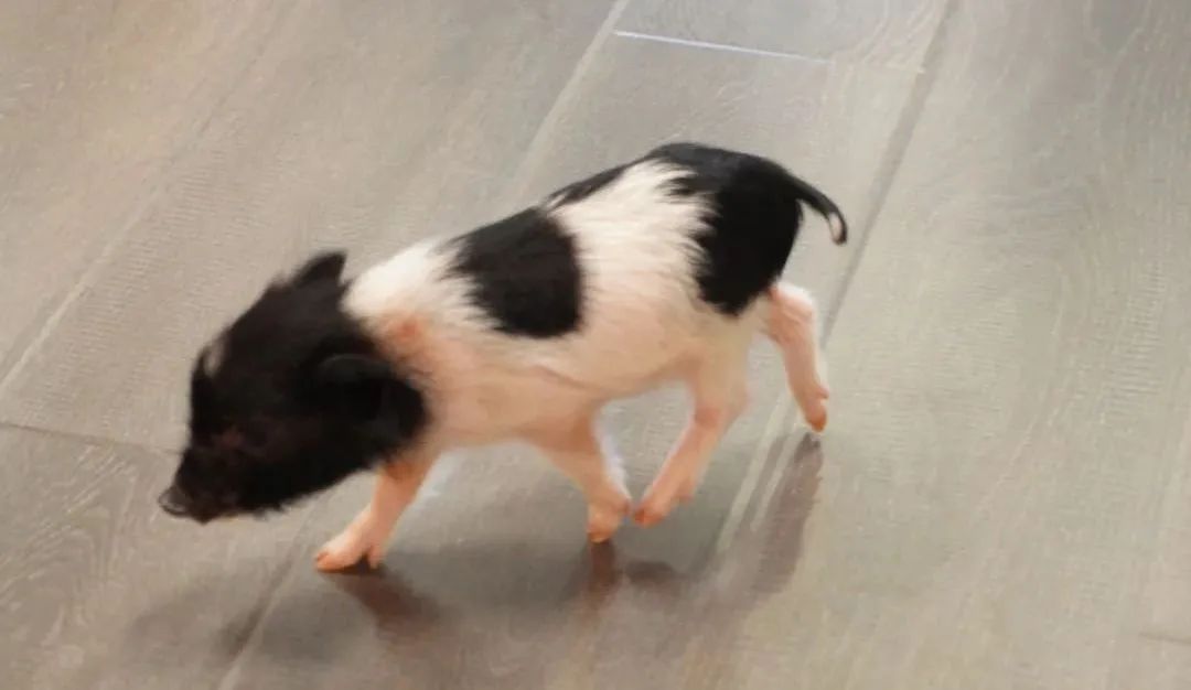 兔子馆三里屯,深圳三里屯兔子馆