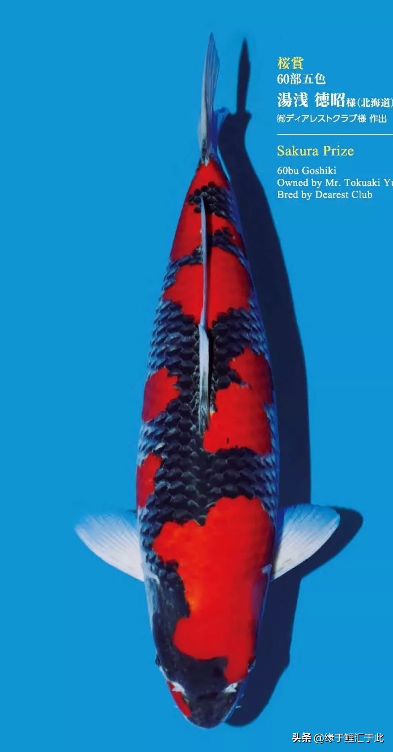 怎么分辨锦鲤有没生病,锦鲤生病的最佳方法