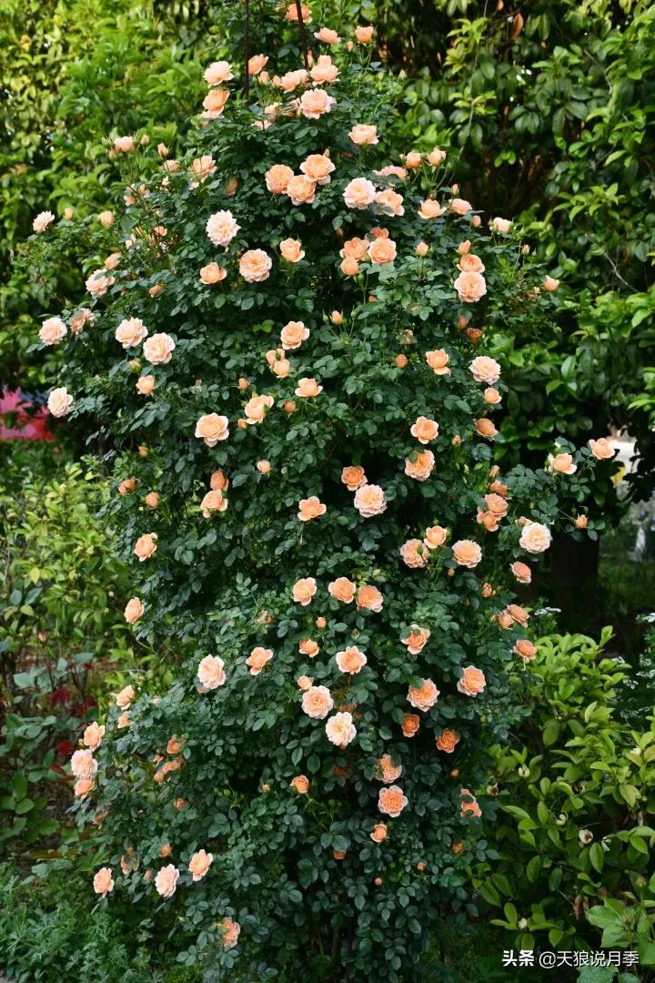 花友家的春花都开爆爆爆了，快来云赏花！（上）