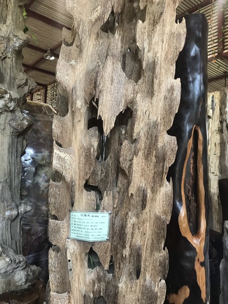 鑺掑競鍜岃吘鍐茬憺涓藉摢涓ソ,鑵惧啿鐟炰附鑺掑競瑗垮弻鐗堢撼