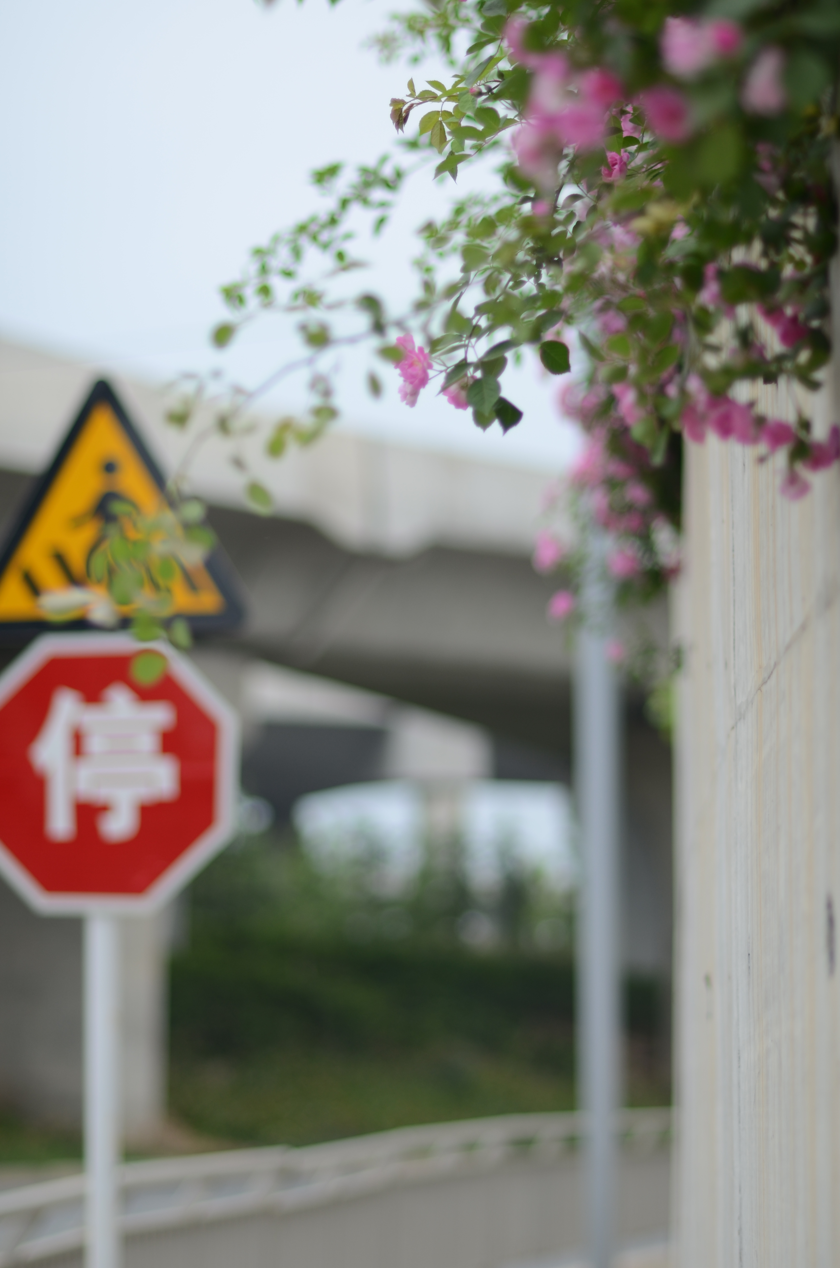 人像风景定焦镜头推荐,人像镜头拍花