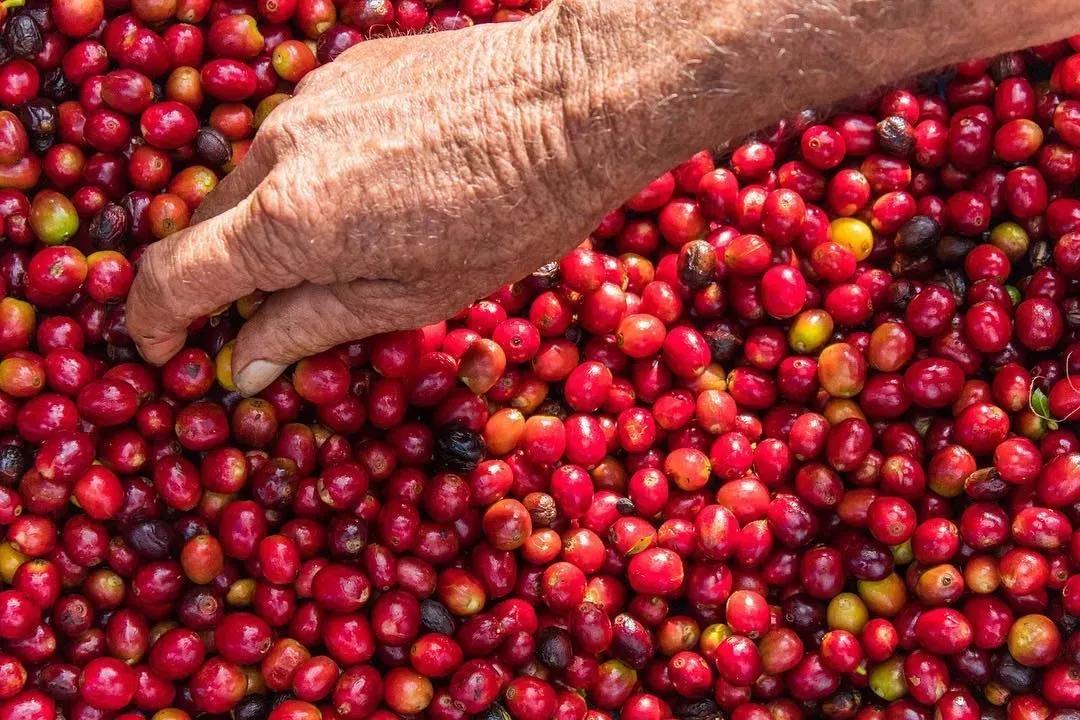 猫屎咖啡400元一斤,海南猫屎咖啡豆多少钱一斤