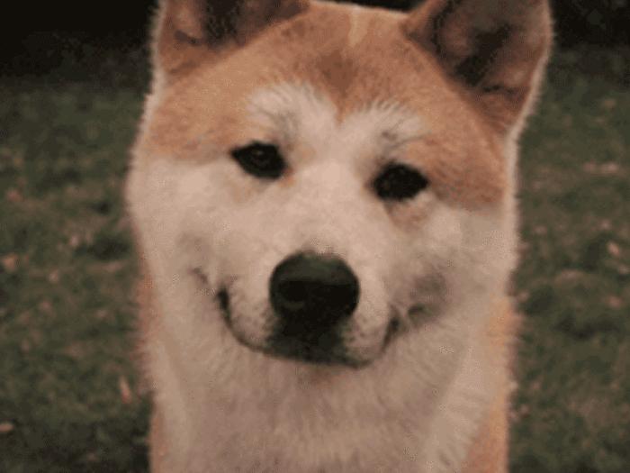 怀孕狗狗快生了要准备什么,怀孕狗狗生产前一个钟预兆