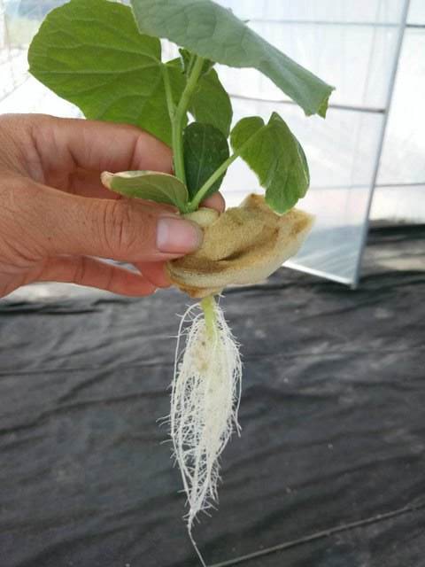 黄瓜苗控旺技术,刚定植的黄瓜苗怎样养根