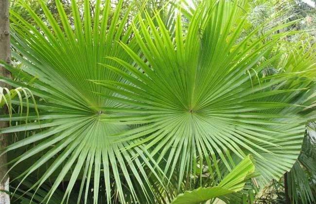100种常见观叶植物图鉴史上最全,农村常见的100种植物