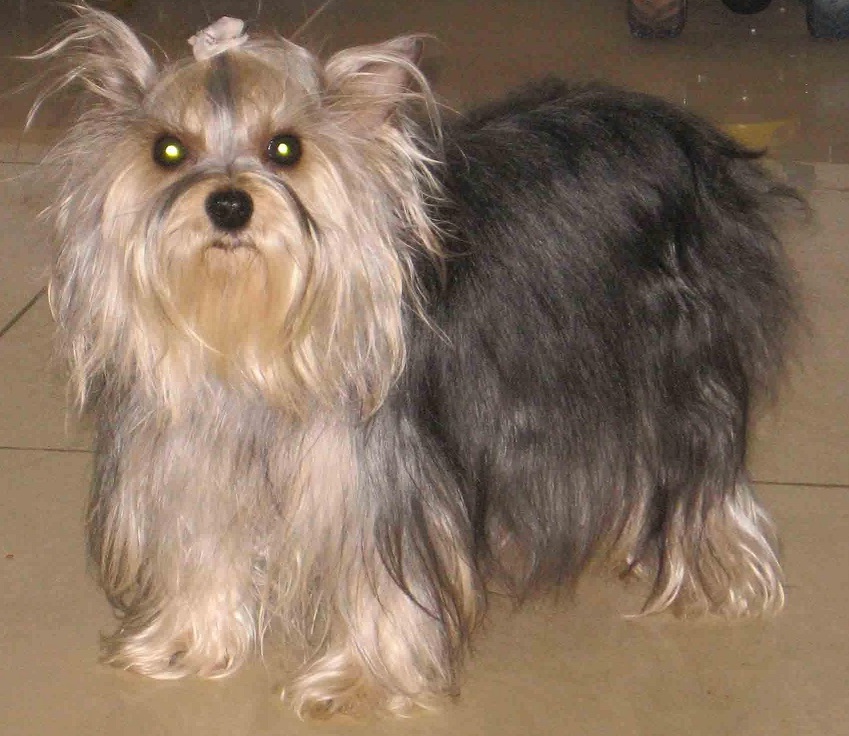 约克夏开心的表现,约克夏可爱的小狗