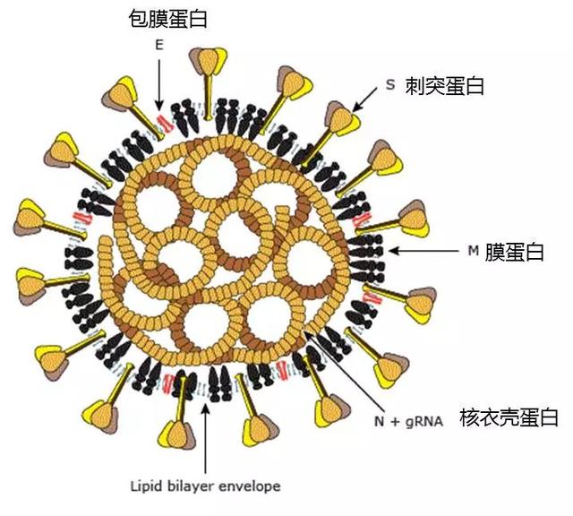 新冠肺炎疫情防控第九版,新冠肺炎疫情防控总方针