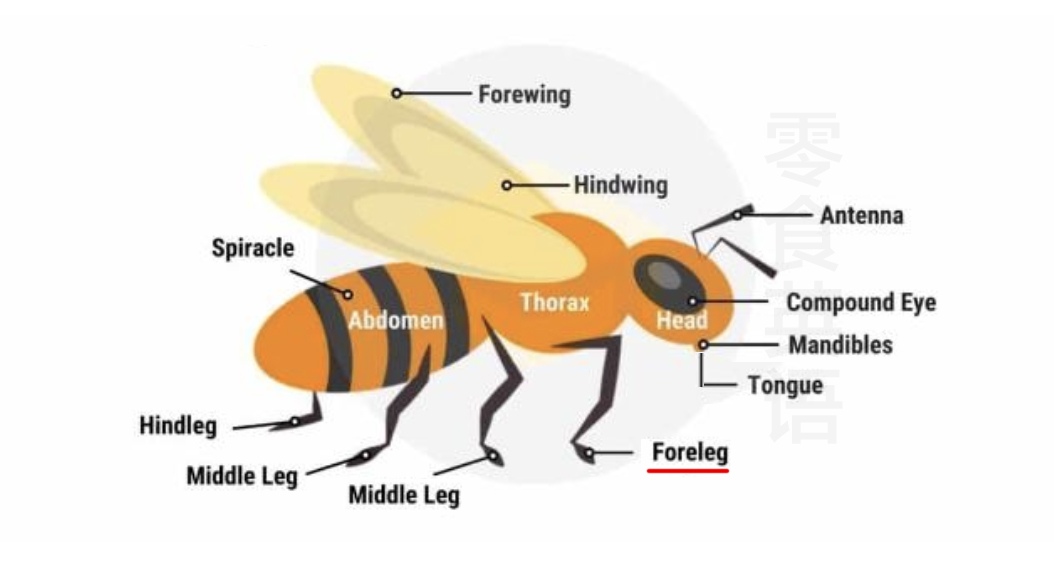 蜜蜂身体部位的英文,蜜蜂的各个部位名称