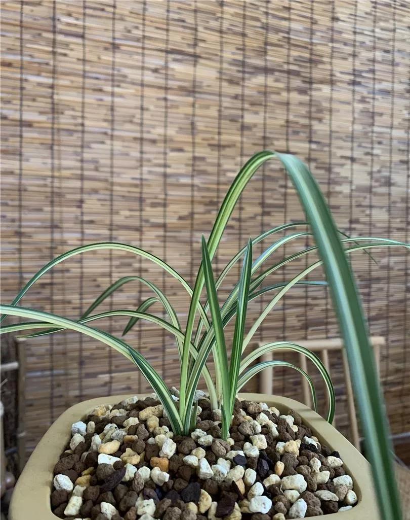 蕙兰极品红中透花图片,蕙兰传统丝缟艺草种类大全