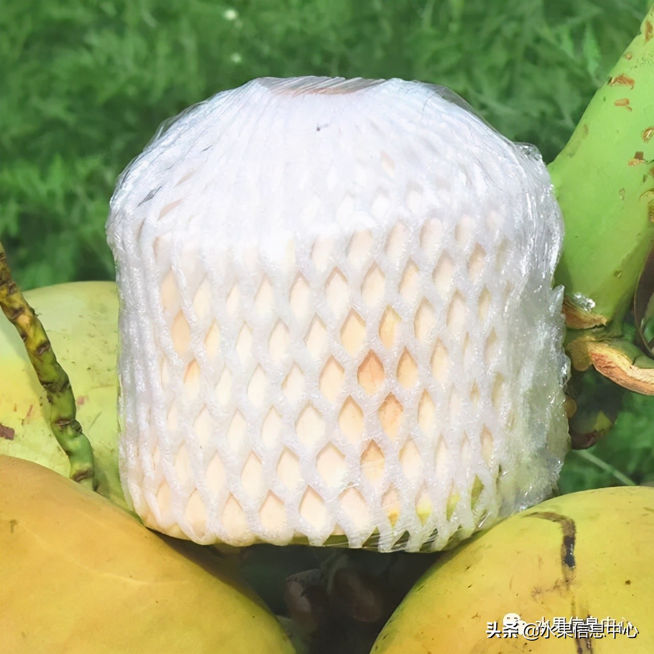 水果天堂：海南水果品种及上市时间表