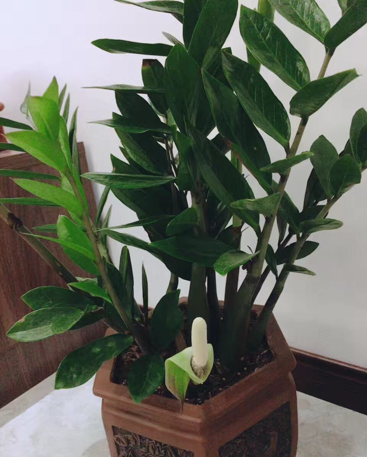 金钱树要怎样养才越养越漂亮,金钱树要怎么养才容易养活视频