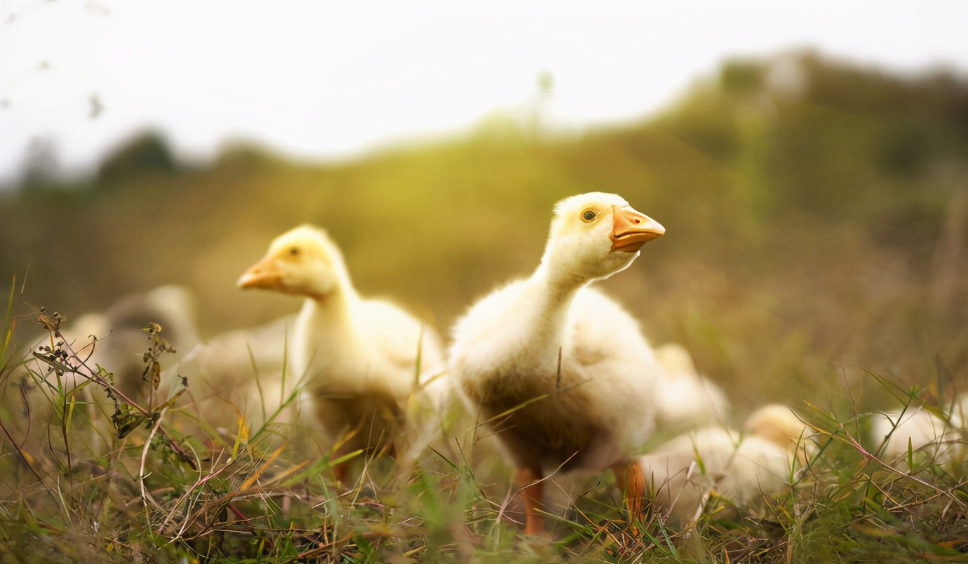 小鹅脚关节肿瘸如何处理,小鹅腿瘸肿怎么回事