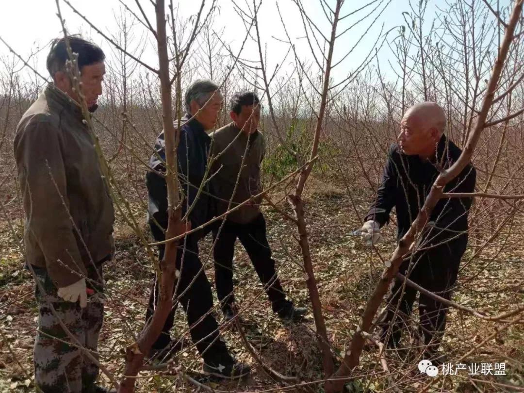 桃树长放修剪好、还是短截修剪好?