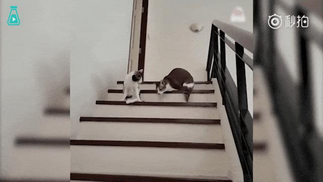 如果你遇到一只流浪猫你会怎么做,如果你遇到流浪猫你该怎么办