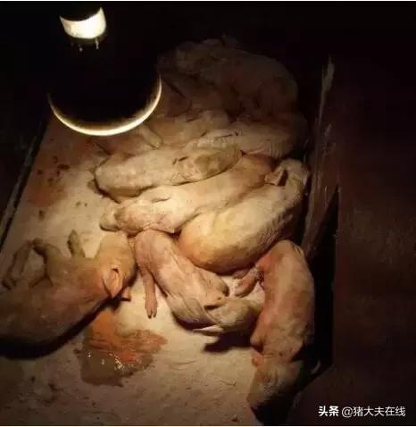 大场产房仔猪腹泻怎么预防,猪流行性腹泻仔猪越小发病越轻