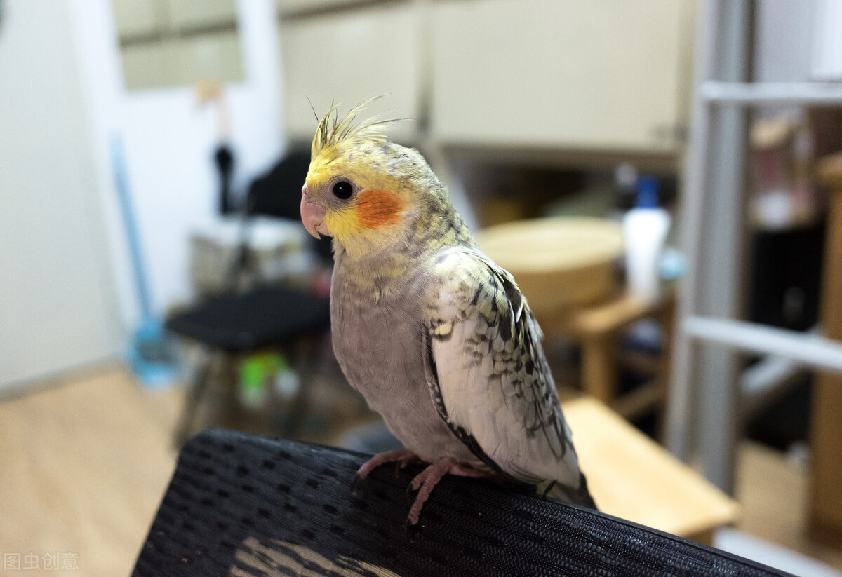 玄凤鹦鹉洗澡后拉稀,玄凤鹦鹉有点拉稀不精神吃什么药