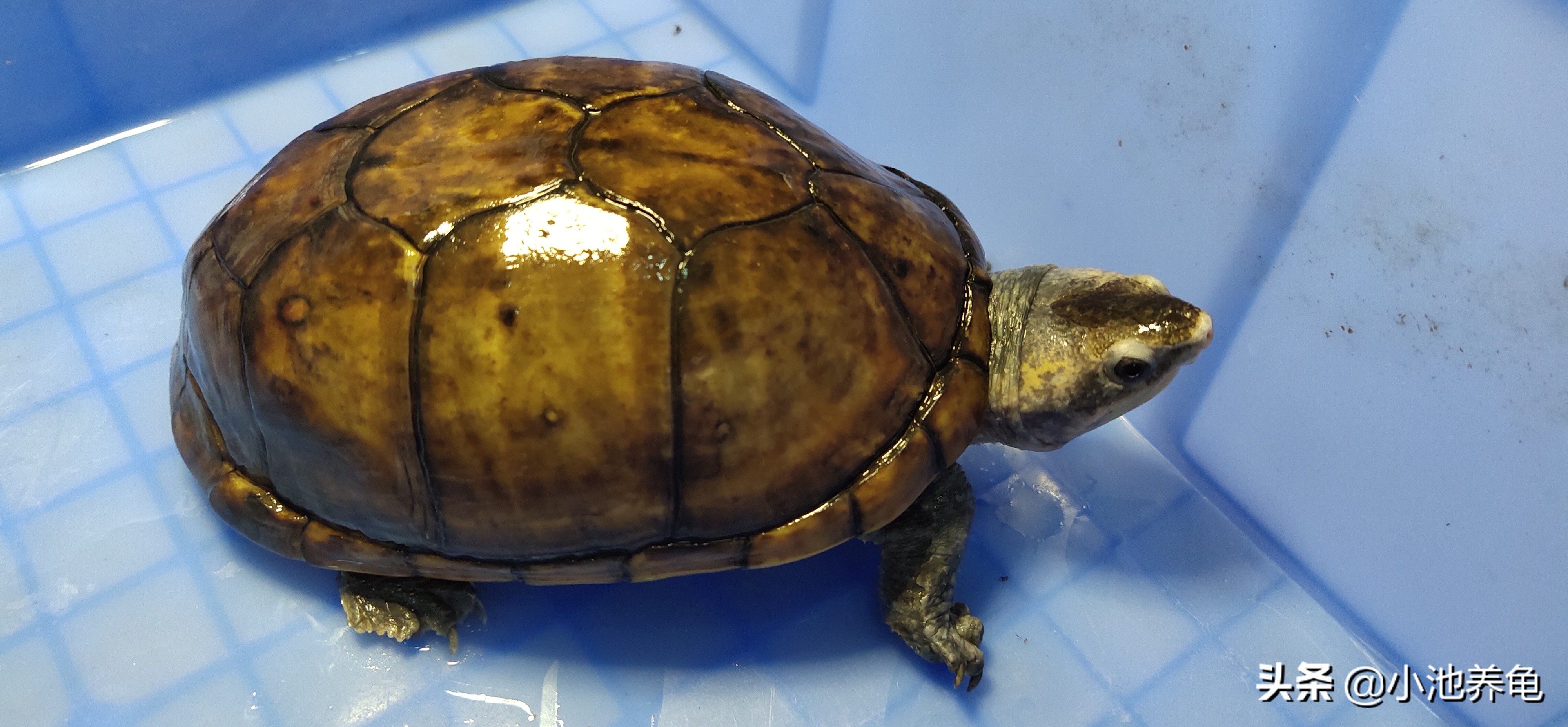 新手养龟100个常识,养乌龟新手入门要买什么