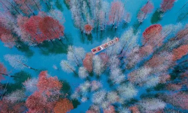 黄山秋景几月去最好,秋天几月份去黄山最好看的花海