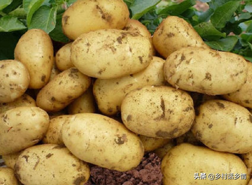 马铃薯提高产量的方法,马铃薯产量形成关键时期
